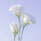 山丘上的永恒之花